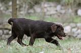 LABRADOR 886